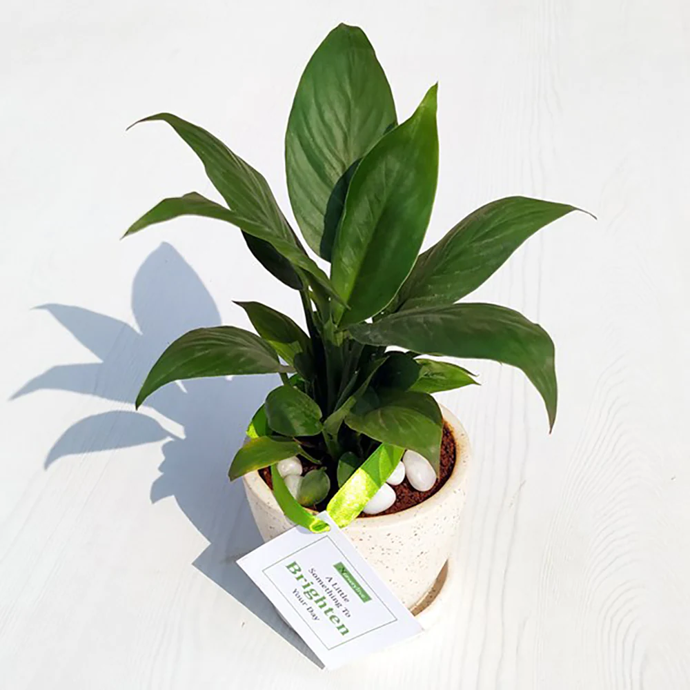 Brighten Your Day With Peace Lily In Ceramic Pot