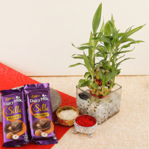 Dairy Milk and Bamboo Plant Combo