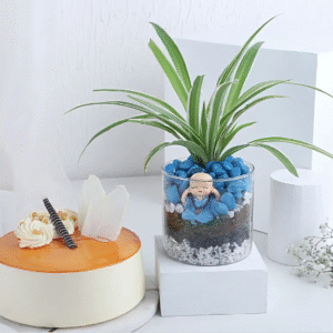 Buddha Blessings Plant & Cake Combo