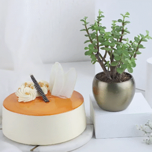 Tropical Vibes Plant & Cake Combo